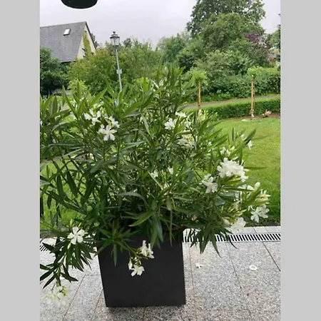 公寓 Gemuetliche Im Hunsrueck Dill