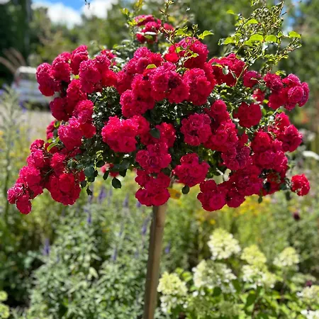 Gemuetliche Im Hunsrueck 公寓 Dill