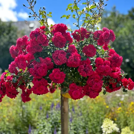 公寓 Gemuetliche Im Hunsrueck Dill