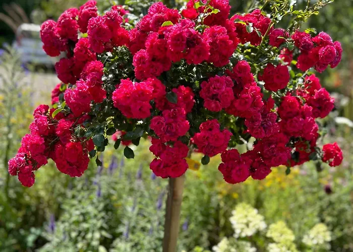 Gemuetliche Im Hunsrueck Lejlighed Dill